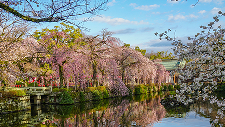 三島大社　桜